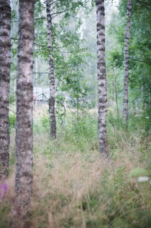 In the forest